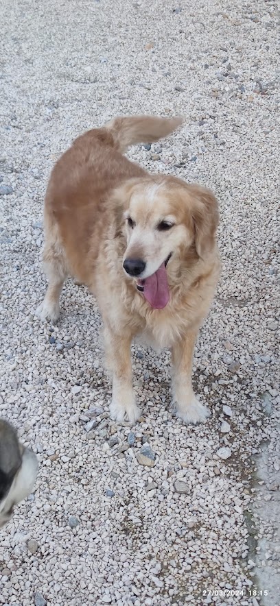 LATANA | Adiestradores de perros en Guadalupe de Maciascoque