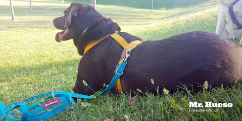 MR. HUESO | Adiestradores de perros en Zaragoza