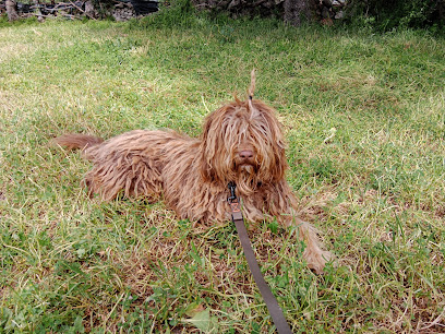Escuela Can | Adiestradores de perros en Guadarrama