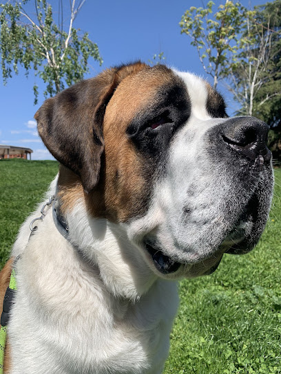 DOS | Adiestradores de perros en Alcorcón