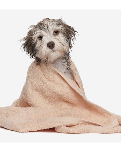 Karamiel | Peluqueria para perros en Almería