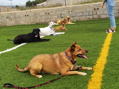 JovCan | Adiestradores de perros en Alicante