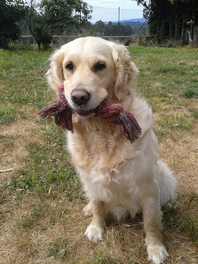 O Lar do Can | Guardería para perros en Oleiros