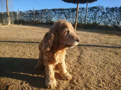 Brunete | Guardería para perros en Brunete