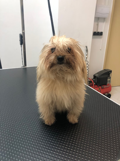 Mirycan | Peluqueria para perros en La Coruña