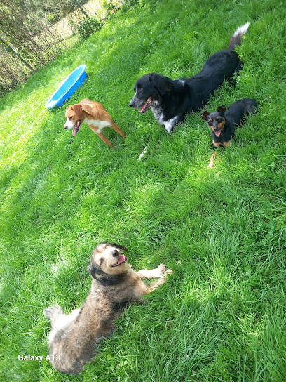 Noble y Fiel Amigo | Adiestradores de perros en Blimea
