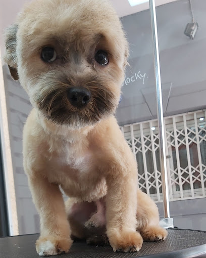 Cocò Belleza Canina | Peluqueria para perros en Adra