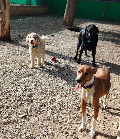 Fontagria | Guardería para perros en Otura