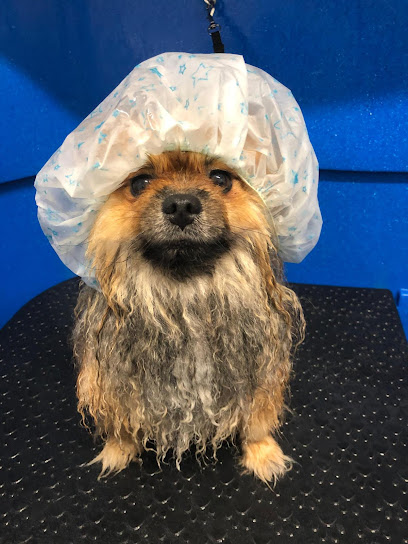Ponlo Xulo | Born | Peluqueria para perros en Barcelona
