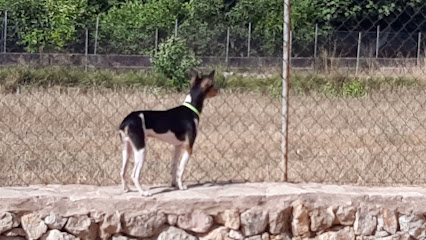 Hundetraining Sweet Home | Adiestradores de perros en Inca