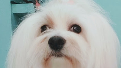 Chic! | Peluqueria para perros en Barcelona