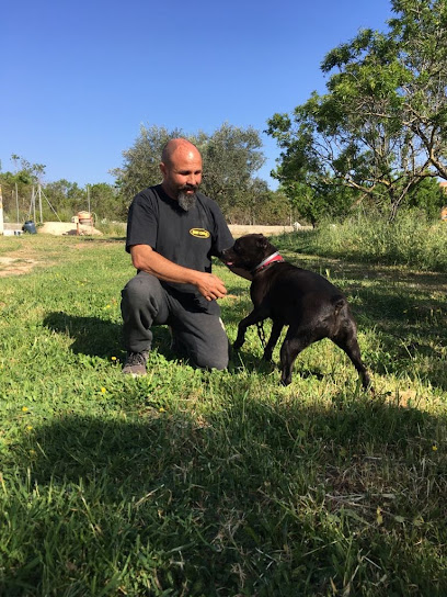 Animalia | Adiestradores de perros en Tarragona