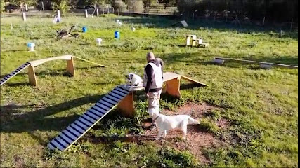 PERROCADOR | Adiestradores de perros en Bunyola