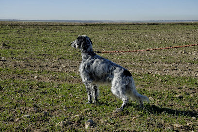 Larranazubi | Guardería para perros en Getxo