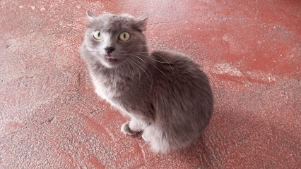 Miatorres | Guardería para perros en Yuncos