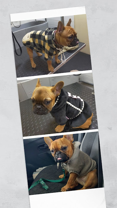 Frenchieperbote | Peluqueria para perros en San Fernando de Henares