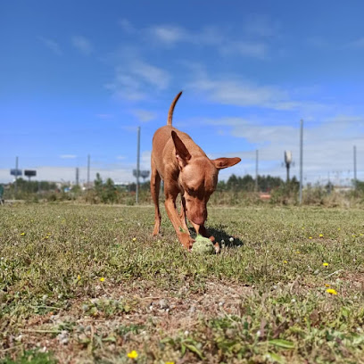 Villamascota Hotel | Guardería para perros en Getafe