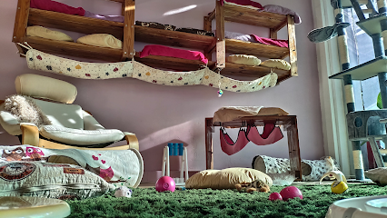 Zarpitas Hotel Hogar Felino | Guardería para perros en Algemesi