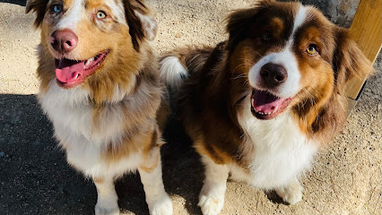 Social Dogs Mallorca | Adiestradores de perros en Calvia