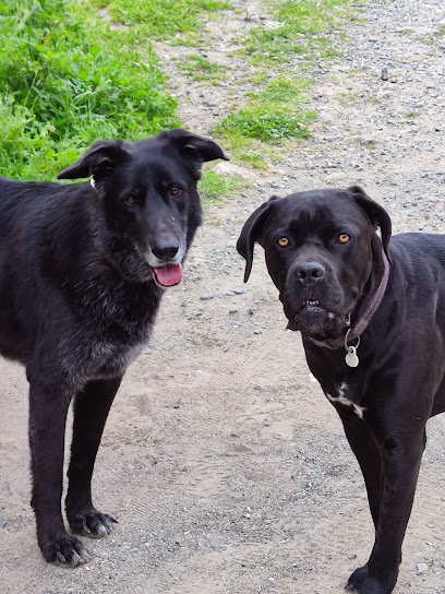 Halcyon Dog Walking & Pet Services | Guardería para perros en Estepona