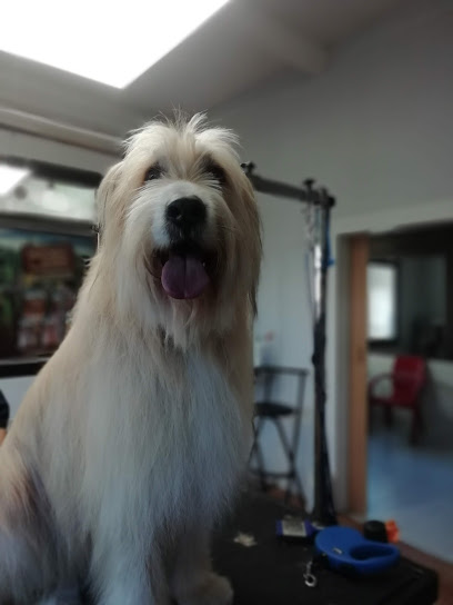 Rm | Peluqueria para perros en Guadarrama