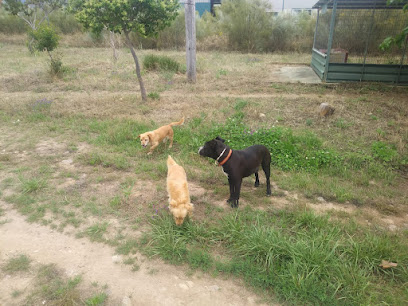 Ambroz | Guardería para perros en Zarza de Granadilla