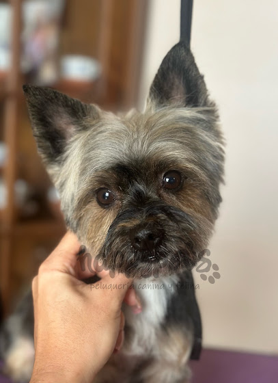 Happy Pets | Peluqueria para perros en Sevilla