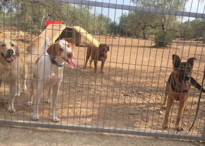 Hachiko Ebre | Guardería para perros en Tarragona