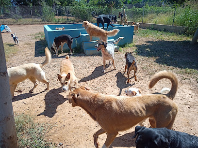 El Mas | Guardería para perros en Reus