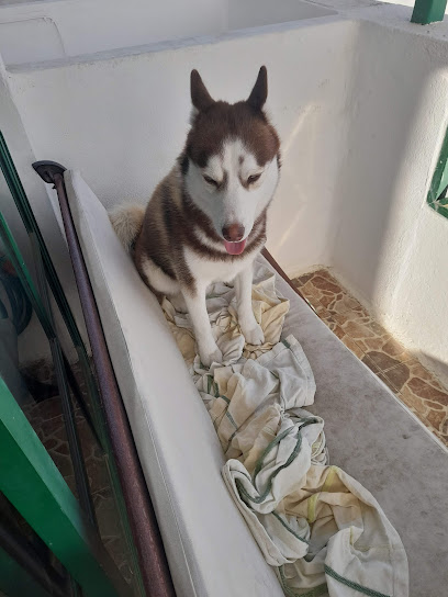 Unican | Adiestradores de perros en Arrecife