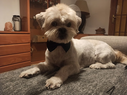 Huellitas by Quara | Peluqueria para perros en León
