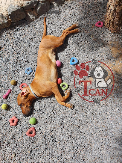 T Can Tenerife | Adiestradores de perros en El Fronton