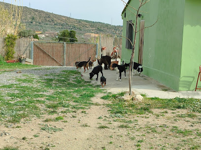 BABYCAN PELCAN | Guardería para perros en Castellón