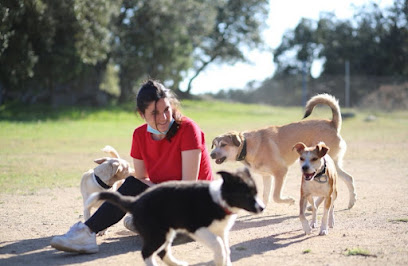 ConviviendoG | Adiestradores de perros en El Casar