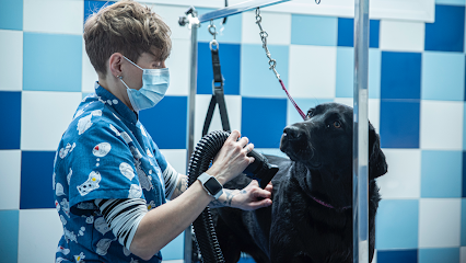 Alpelo Pet | Peluqueria para perros en Cáceres