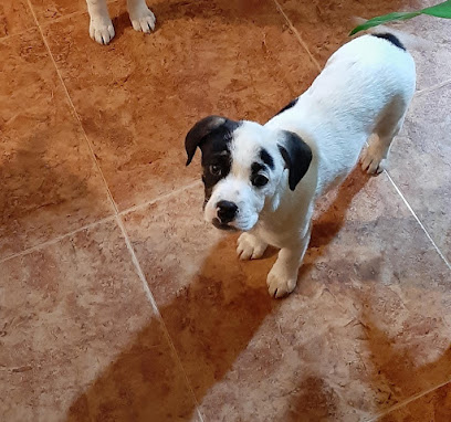 Bahia de Cadiz | Guardería para perros en Puerto Real