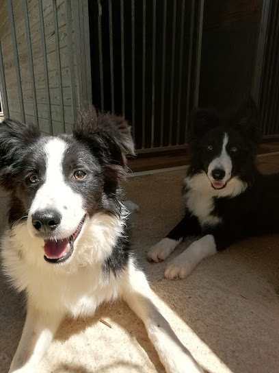 ALAIOR - BOARDING KENNELS & CATTERY ALAIOR | Guardería para perros en Alaior