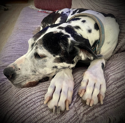 Cordy Servicios Caninos | Guardería para perros en Antigua