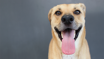 Como Can | Adiestradores de perros en Barcelona