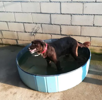 Zubiondo | Guardería para perros en Sondika