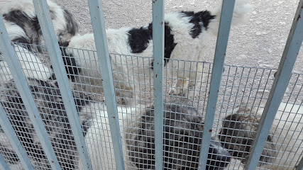 Pagoa | Guardería para perros en Vidaurreta