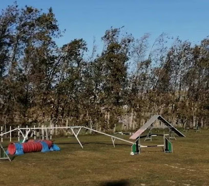 Dididog - Guarderia Canina | Guardería para perros en Pinseque