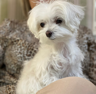 Flepican | Peluqueria para perros en Madrid