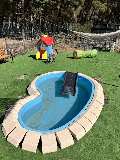 Las Cortes | Guardería para perros en Burgos