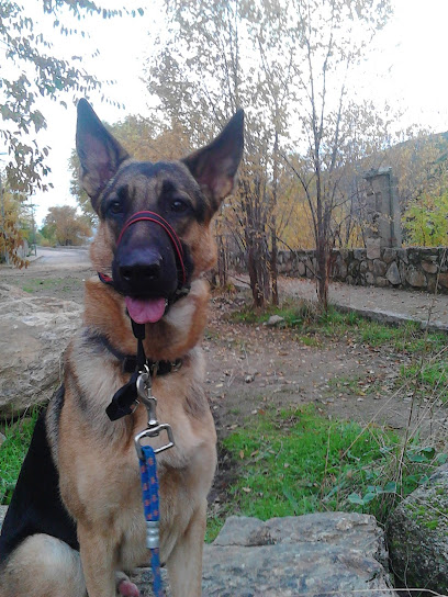 Entreno A Tu Perro | Adiestradores de perros en Robledo de Chavela