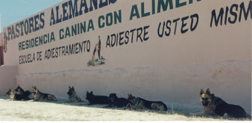 Escuela de Adiestramiento Garal | Adiestradores de perros en Casarrubios del Monte