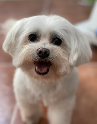 Aluche | Peluqueria para perros en Madrid