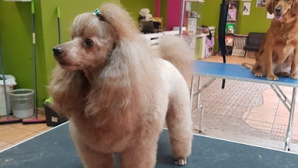 Scooby Dog | Peluqueria para perros en Villanueva del Pardillo