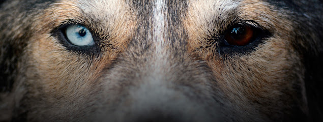 La Villa Encantada | Adiestradores de perros en Torremocha de Jarama