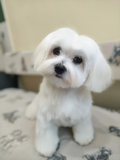 La Perruquería de Oviedo | Peluqueria para perros en Oviedo